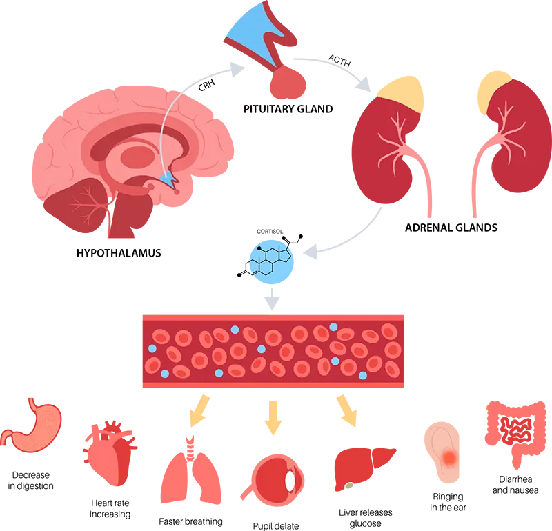Hupothalamus-axis.png