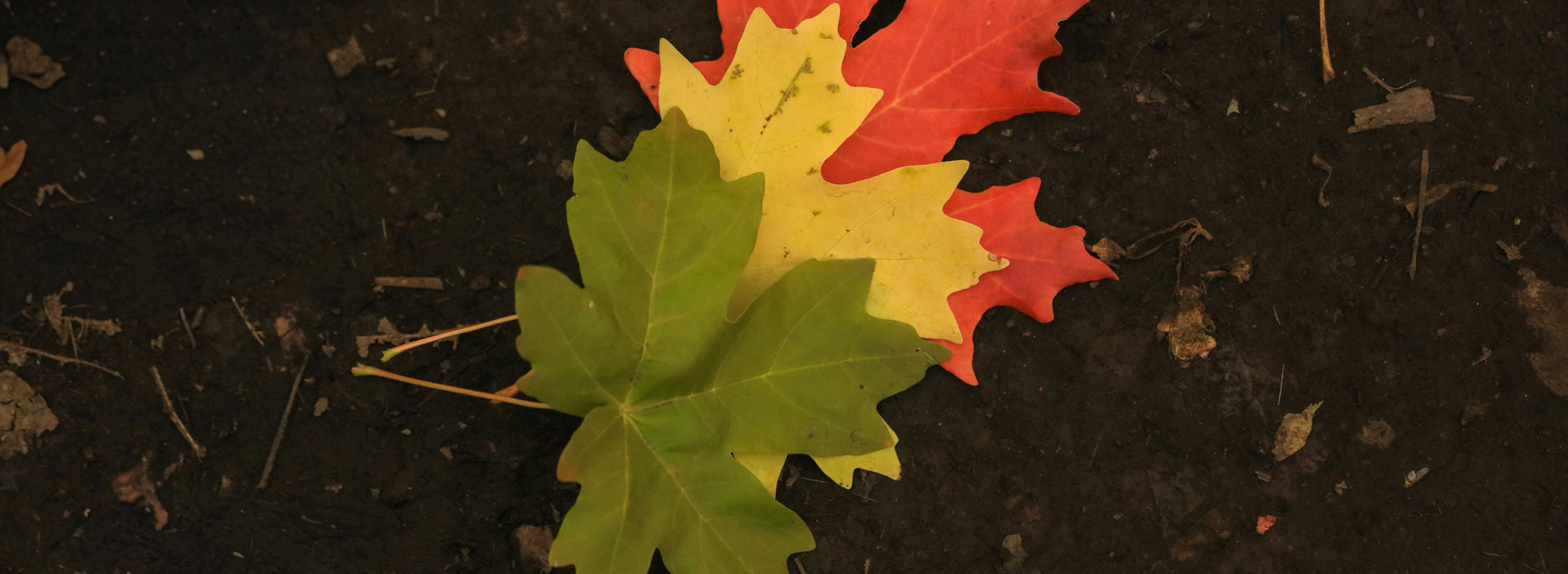 Why Your Biology Changes After 35 and Why Precision Health is the New Standard