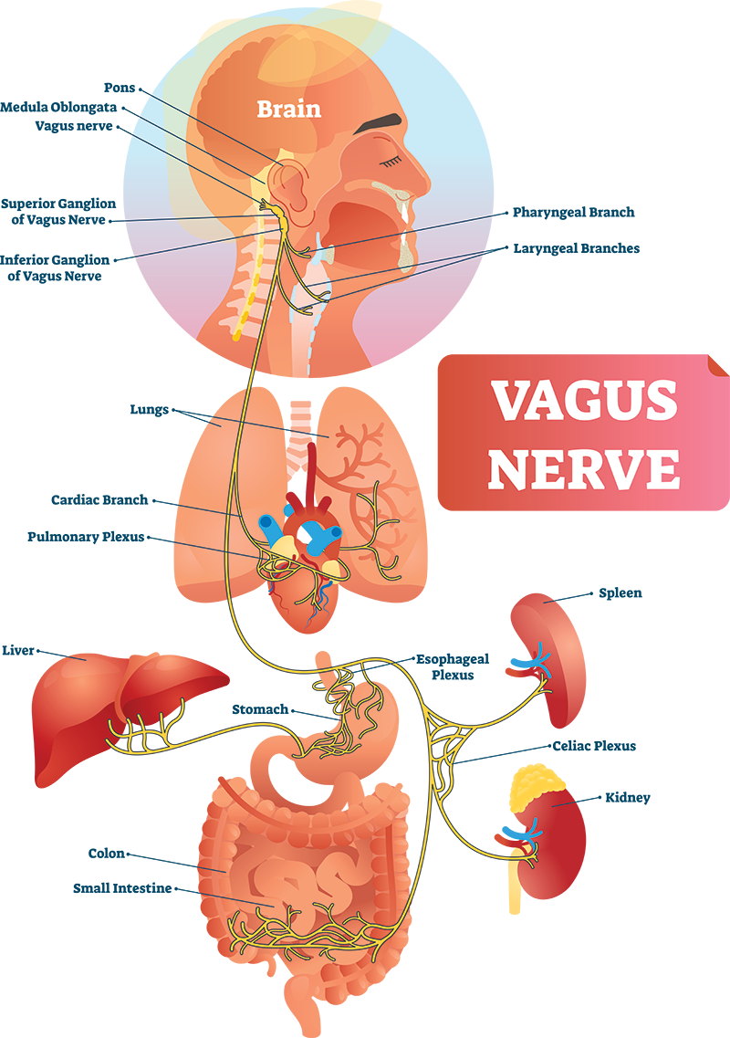 Vegus-nerve.png