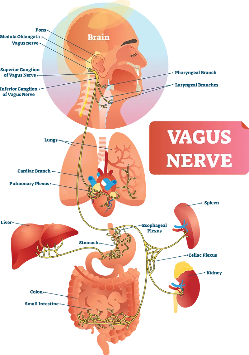 Vegus-nerve.png